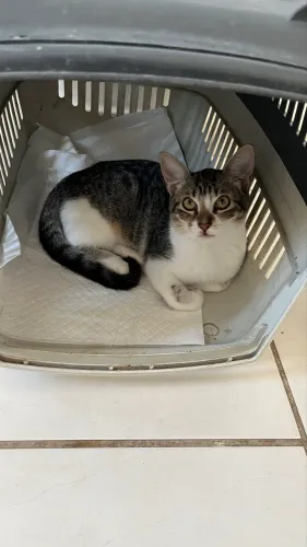 Gatinha filhote pra adoção 