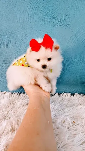 Filhote spitz alemão, cheios de energia e carinho esperando por um lar!