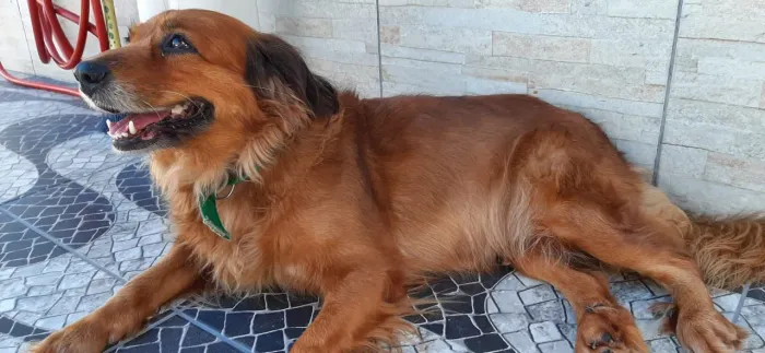 Doação de cachorro