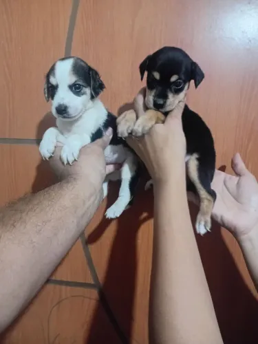 Teckel salsicha cruzado com pinscher filhotes fêmeas.