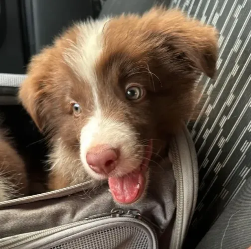 Border Collie filhote! Muito carinho, diversão e companheirismo para você.