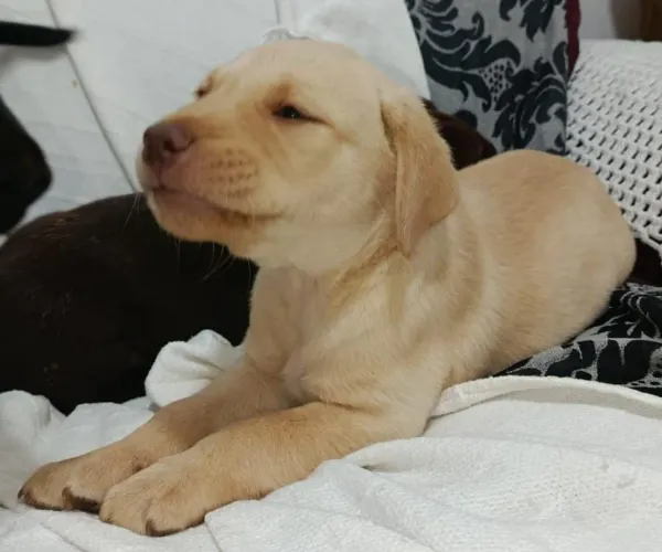 Labrador