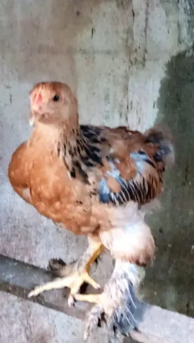 Vendo granguinhos Brahma 