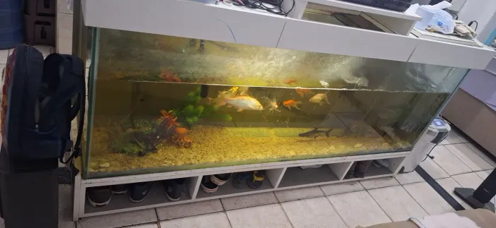 Aquario grande