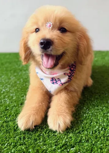 Filhotes puros de golden retriever, vacinados e microchipados Pais com Pedigree