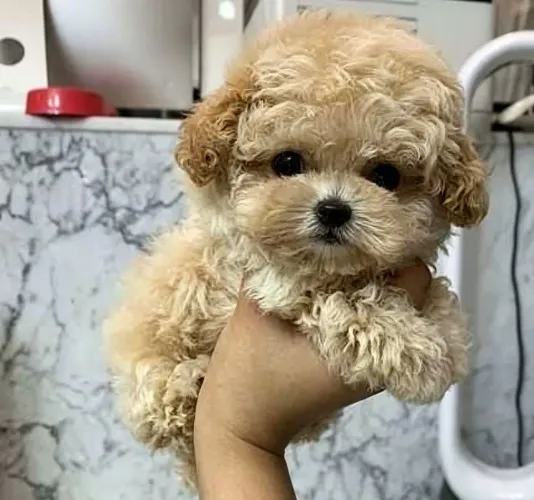Poodle toy mine