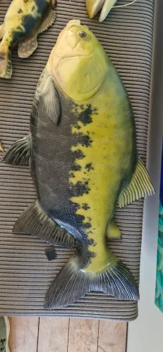 Escultura Realista Tambaqui 90cm