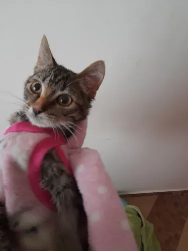 Gatinha pra doação 
