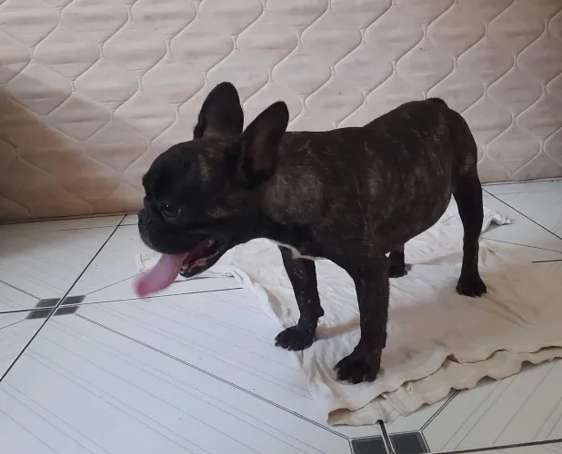 Fêmea Buldog francês adulta