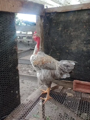 Frangos caipira graúdos ( vivos)