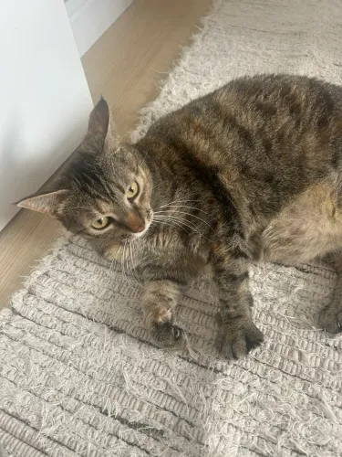 Doação de gatinha 7 anos