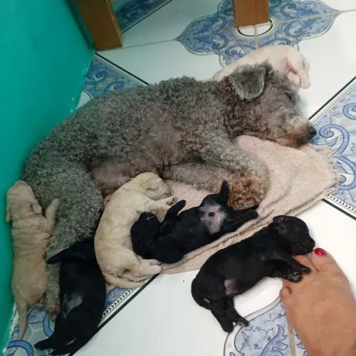 Vendo Filhotes de poodle irão fazer um mes