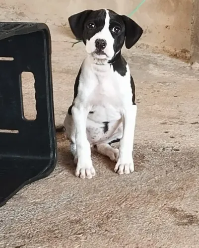 Pit Bull fêmea 