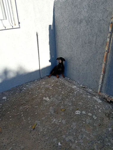 Pinscher macho  pra cruza ótimo padrão de qualidade 