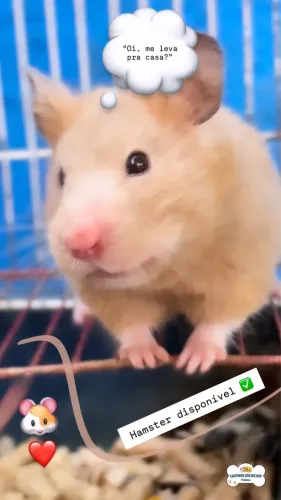 Hamster Sírio
