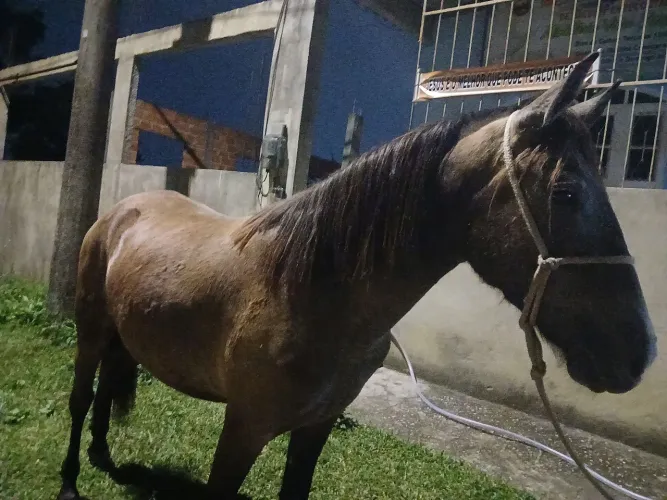 Vendo linda potra 