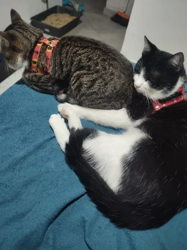 Doação de gatos