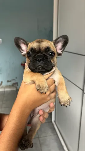FILHOTE BULDOGUE FRANCÊS 