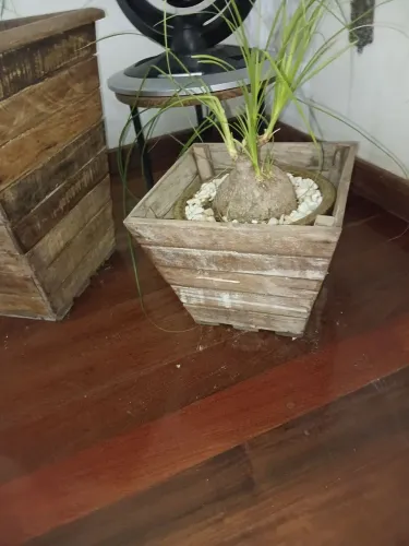 Vaso madeira de demolição pq