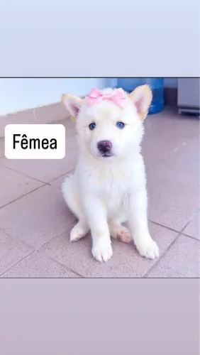 Cachorro