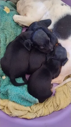 DASCHUND ORIGINAL 