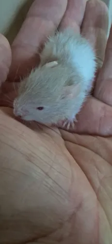 Hamsters sírios