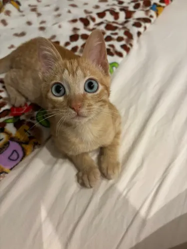 Doa-se gatinho laranja
