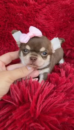 Chihuahua. Uma princesa Chocotan! Pelagem curta. Para os apaixonados pela raça!