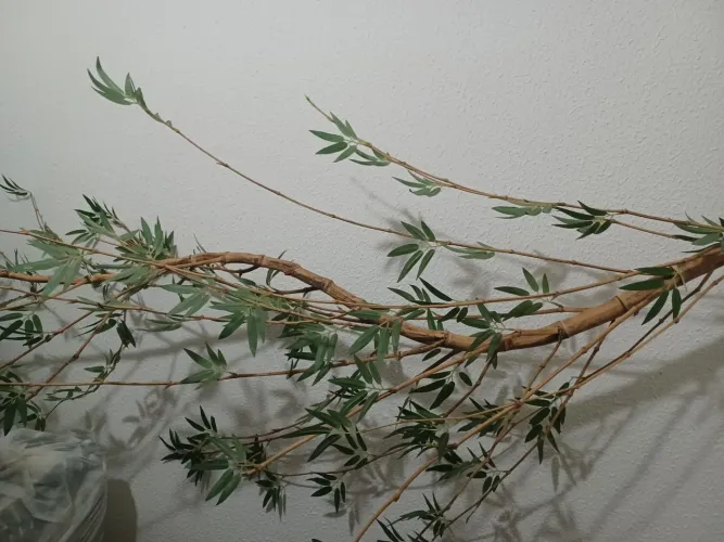 Bambu Manco ideal p decorar