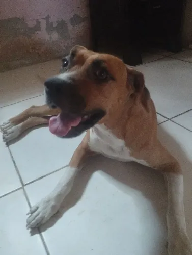 Vendo Pitbull nova