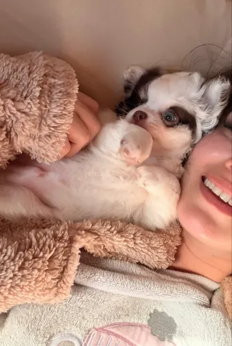 Chihuahua pelo longo
