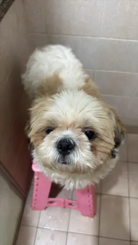Vendo cachorro doce shih tag