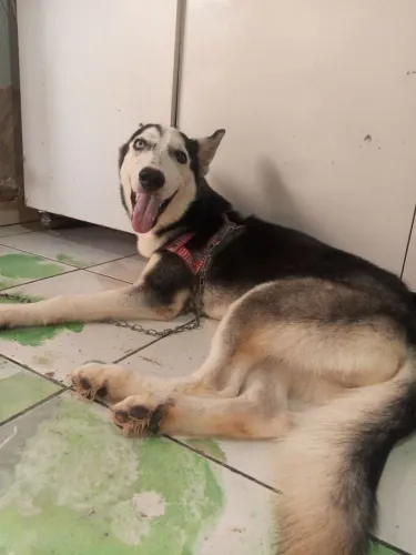 Huski sebariano