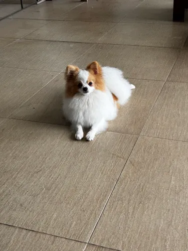Procura-se namorada Spitz Alemão/LuLu da Pomerania