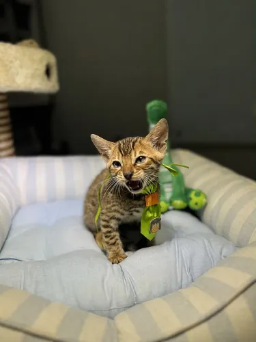 Filhotes de Bengal