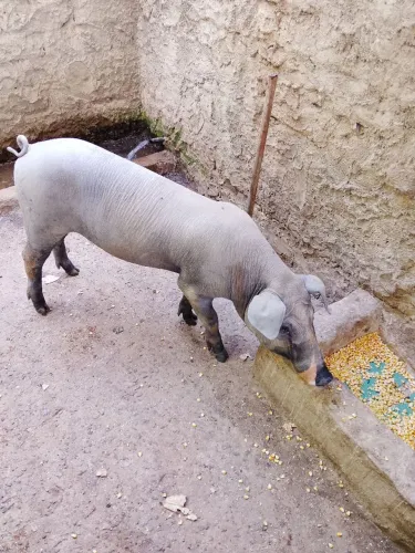 Vendo porco barrão da raça Colher/Caipira