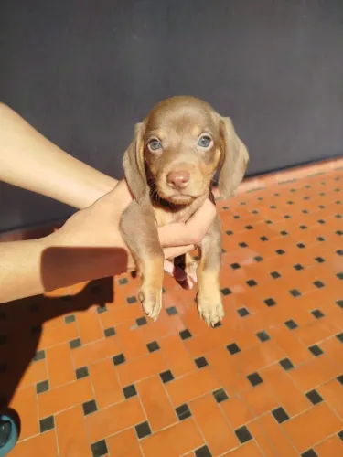 Filhotes de Basset