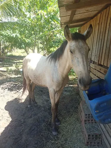 Potro 2 anos e meio comesando doma