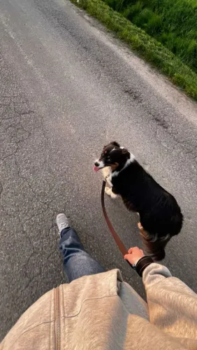 Passeio com cães, na Barra da Tijuca e Zona Sul.