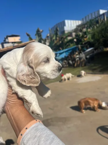 Filhote Coker spaniel