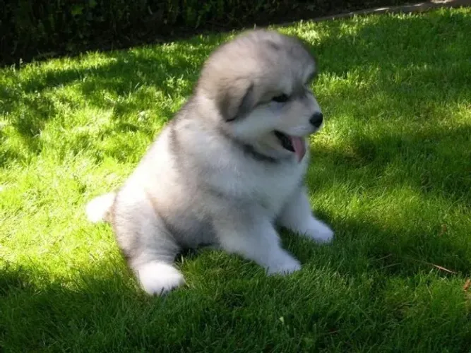 Filhotes de Husky Siberiano | Diversão garantida em casa.