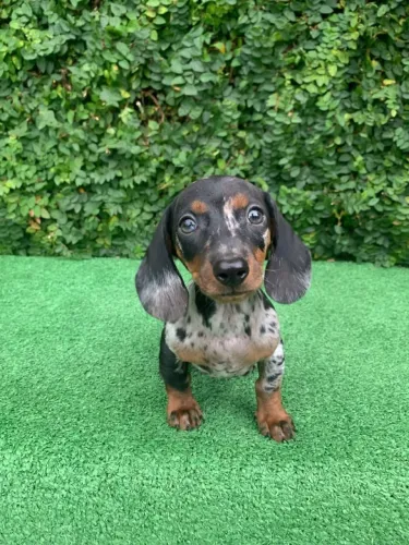 dachshund salsichinha