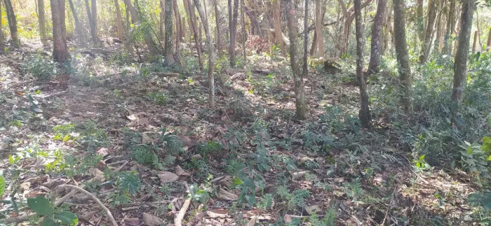 Imóvel para venda tem 600 metros quadrados
