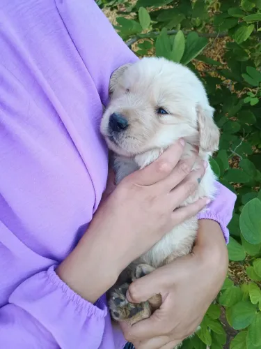 Lindos filhotes de Golden retriever