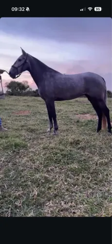 Égua tordilha 