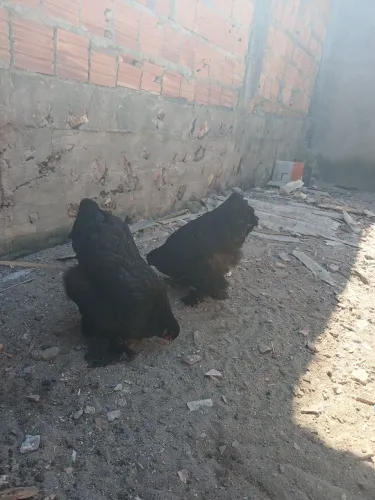 Galinhas Brahma