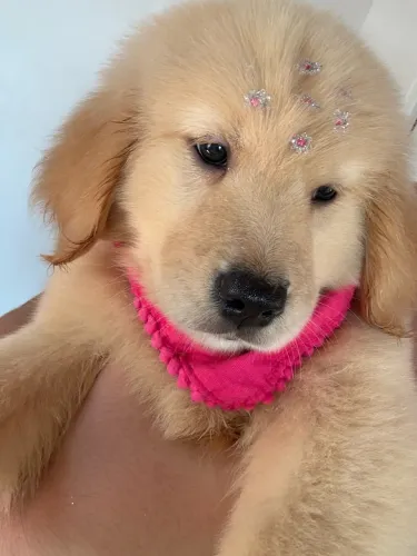 Filhotes Golden Retrievers