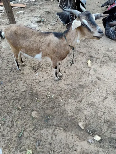 Venda de ?