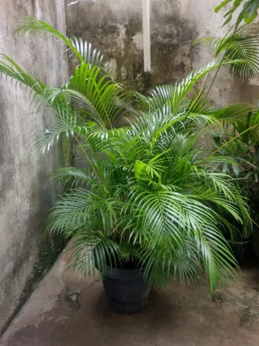 Plantas Naturais Ornamentais