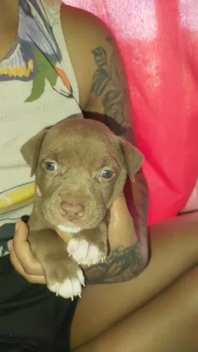Temos filhote de Pit Bull disponível